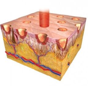 Epidermide